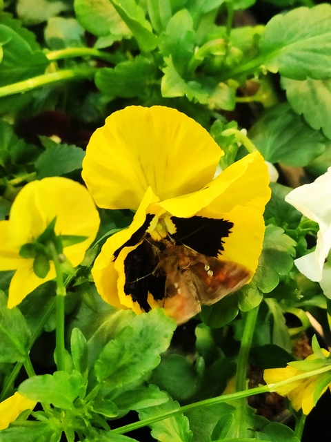 Chrysodeixis chalcites - déli aranybagoly