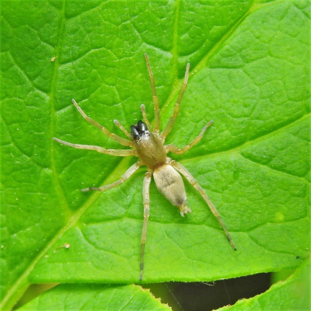 Clubiona