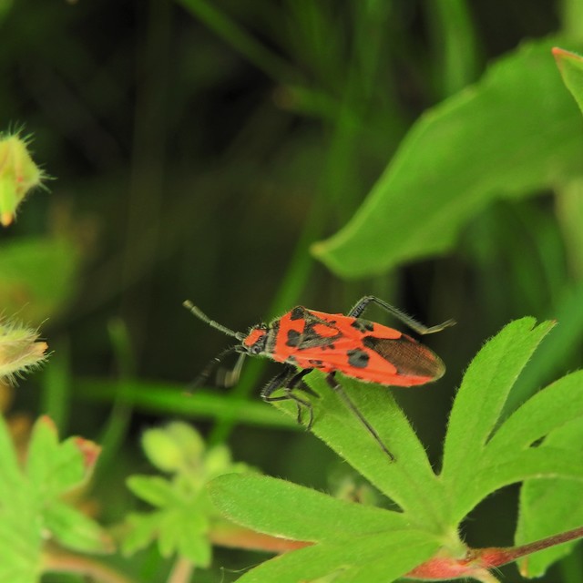 Corizus hyoscyami - piros karimáspoloska