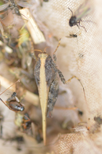 Tetrix subulata - közönséges tövishátúsáska