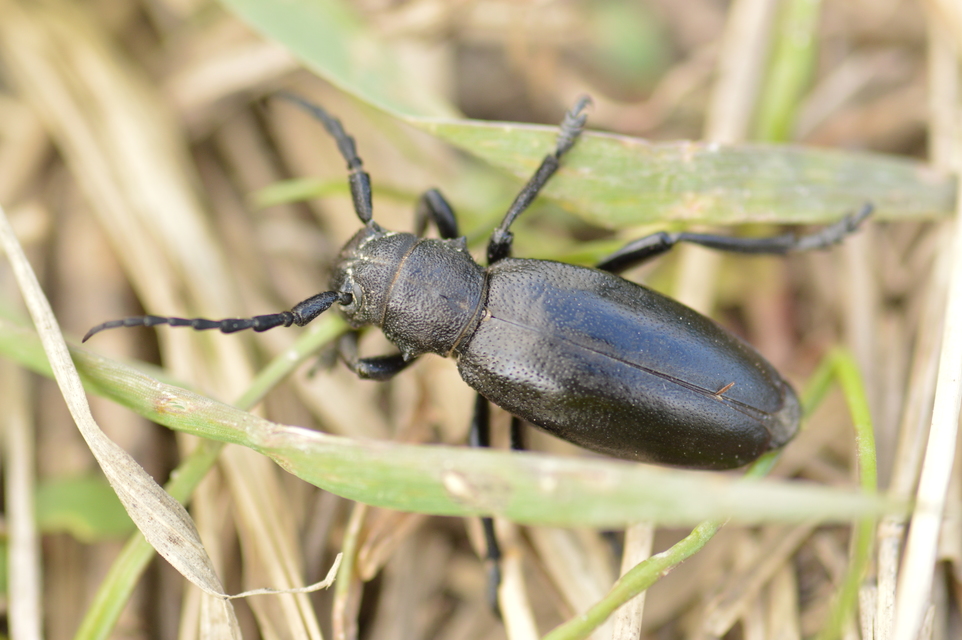Dorcadion aethiops - fekete gyalogcincér