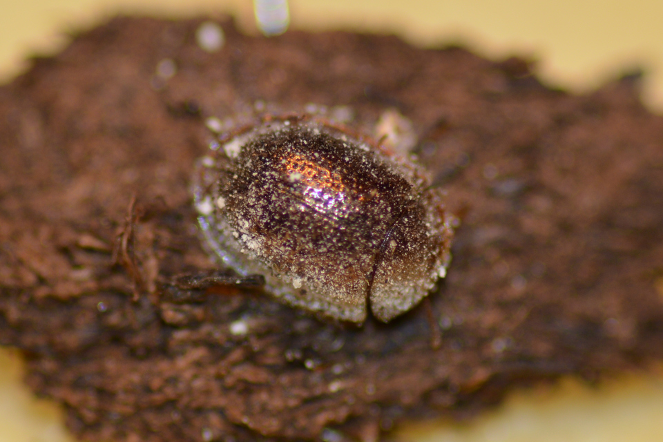 Thymalus limbatus - bronzfényű korongbogár