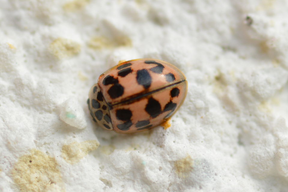 Oenopia conglobata - rózsás katica