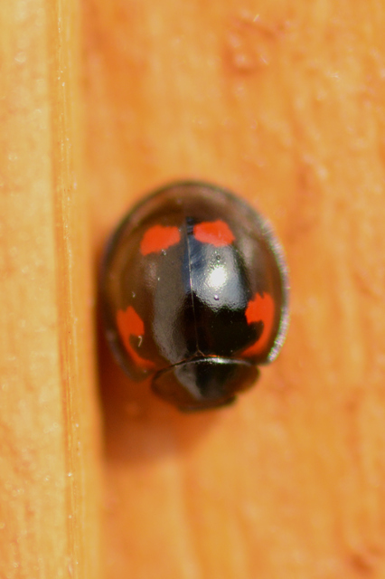 Exochomus quadripustulatus - négyfoltos szerecsenkata