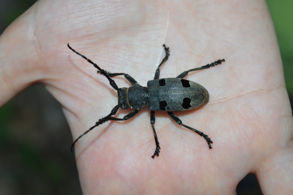 Morimus asper funereus - gyászcincér