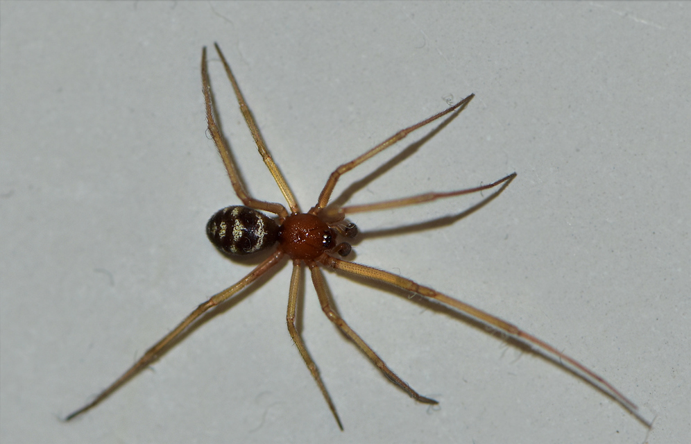 Steatoda grossa - nagy faggyúpók