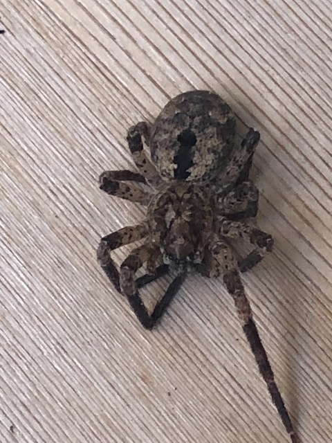 Zoropsis spinimana - tüskéskezű álfarkaspók