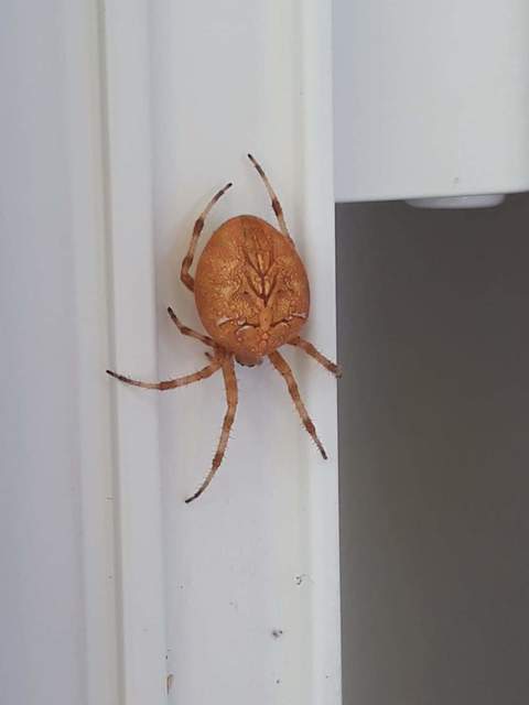Araneus diadematus - koronás keresztespók