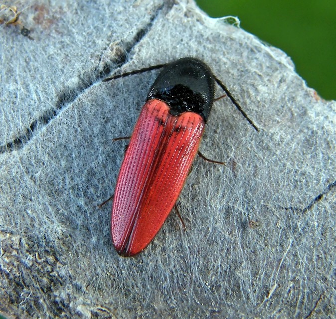 Ampedus