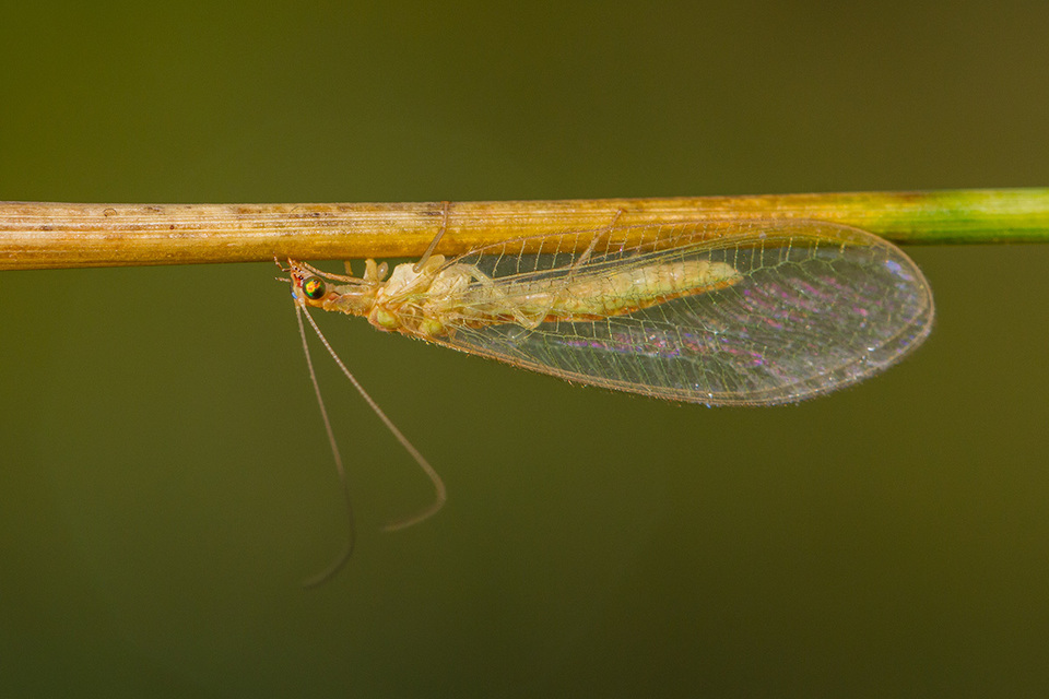 Chrysopidae - zöldfátyolkák