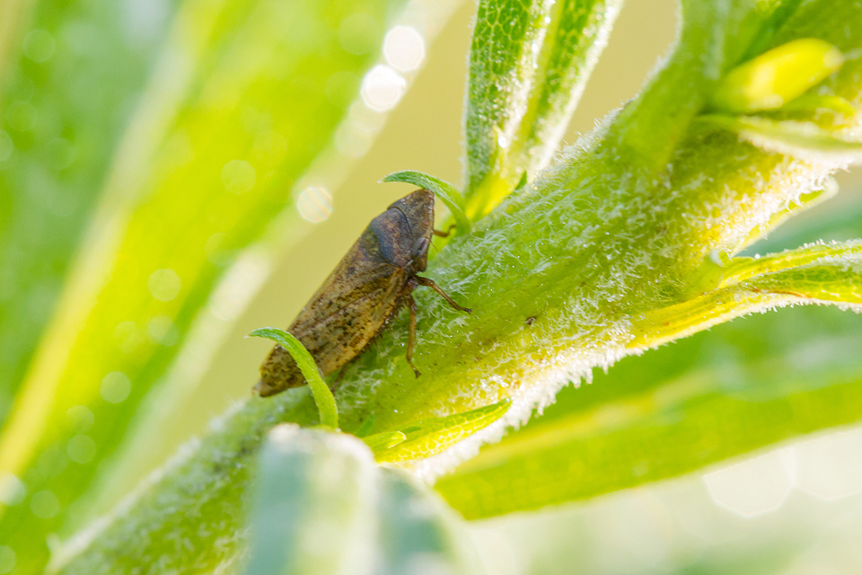 Aphrodes
