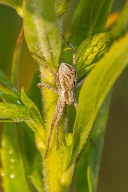 Rhysodromus histrio