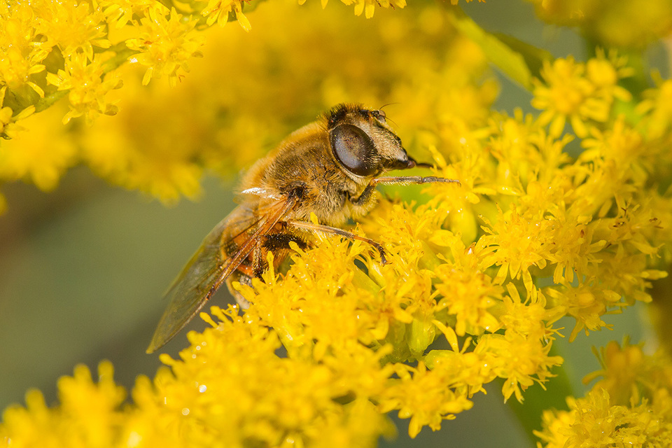 Eristalis tenax - közönséges herelégy