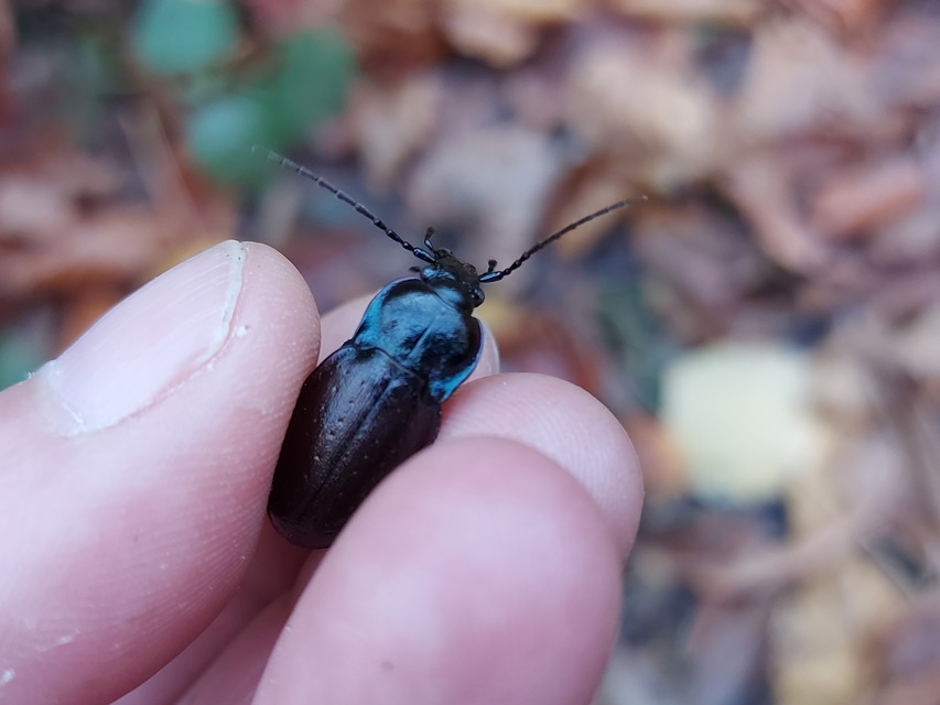 Carabus nemoralis - ligeti futrinka