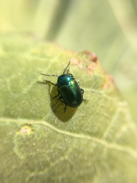 Gastrophysa viridula - sóska-levélbogár Gastrophysa viridula - sóska-levélbogár