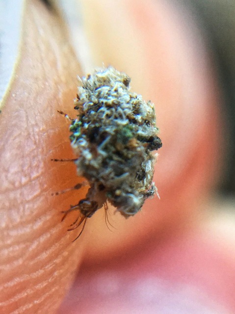 Chrysopidae - zöldfátyolkák