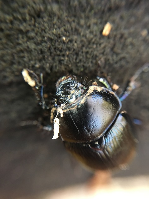 Anoplotrupes stercorosus - erdei álganéjtúró