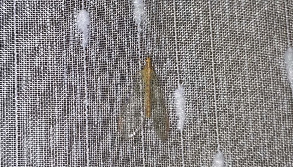 Chrysopidae - zöldfátyolkák