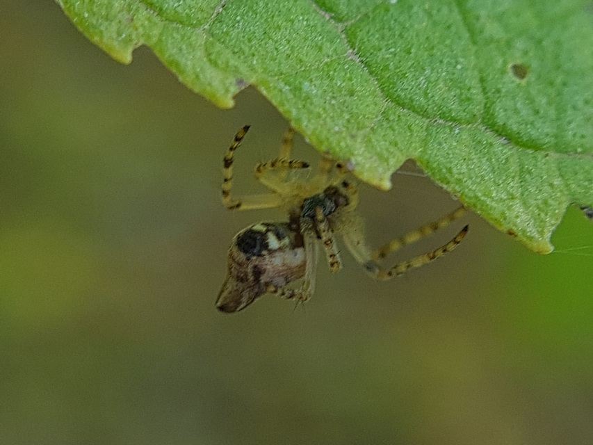 Cyclosa conica - csúcsos keresztespók