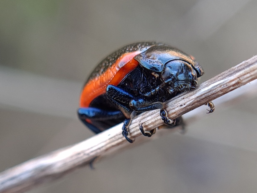 Chrysolina kuesteri - ráncos szegélyeslevelész