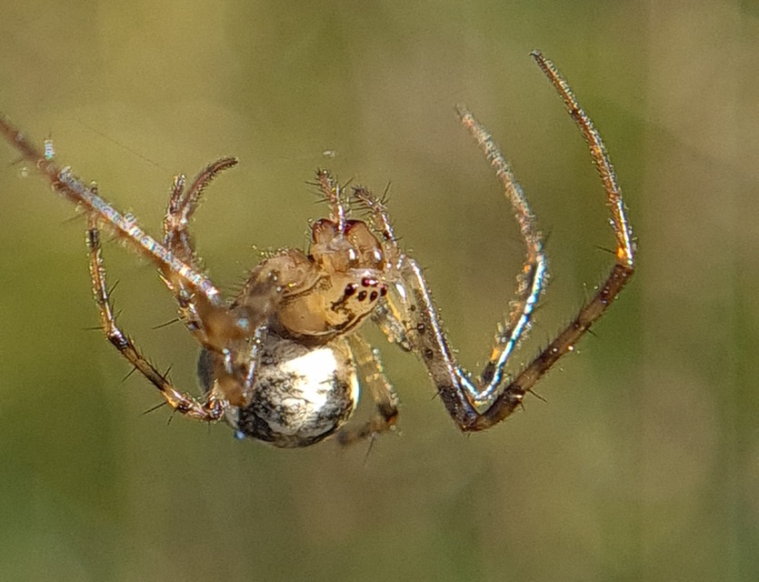 Metellina segmentata/mengei