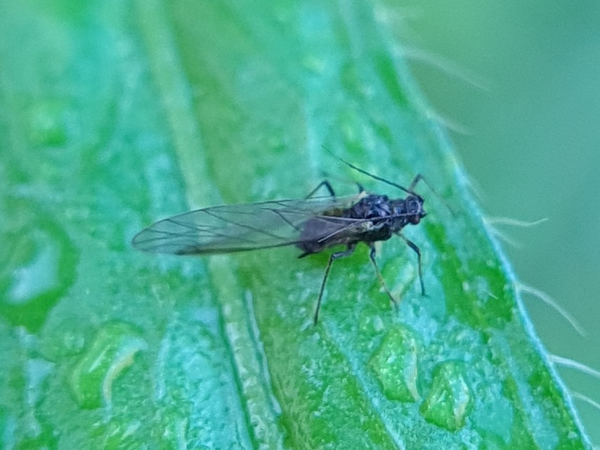 Aphididae - valódi levéltetvek