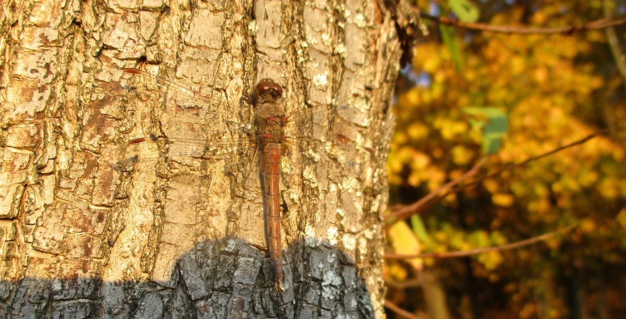 Sympetrum striolatum - harántsávos katona-szitakötő