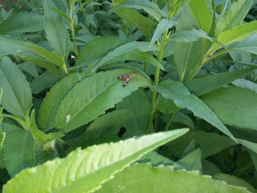 Panorpa communis/vulgaris