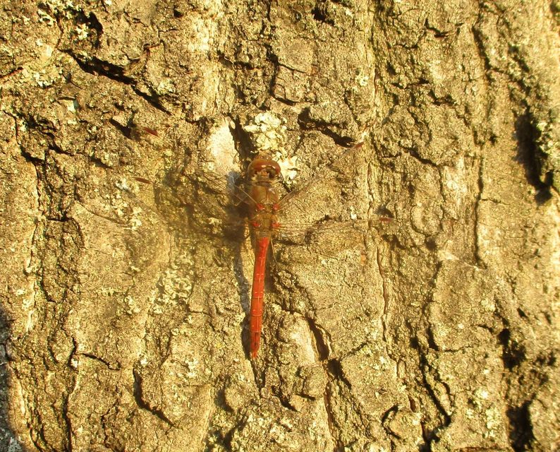 Sympetrum striolatum/vulgatum