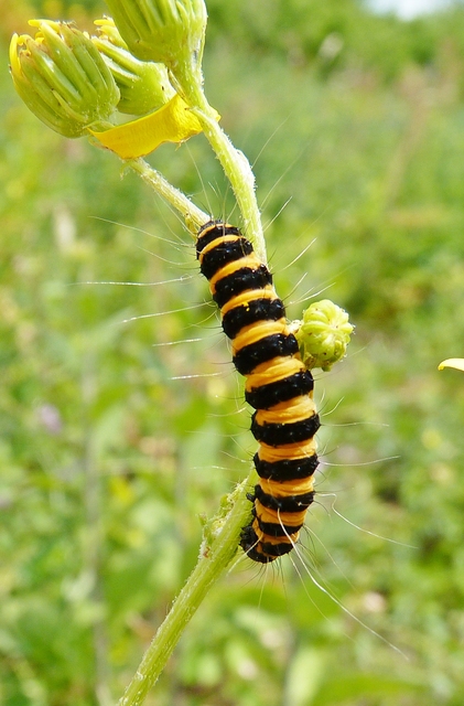 Tyria jacobaeae - jakabfű-medvelepke
