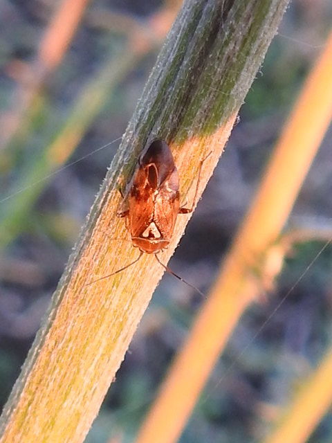 Lygus pratensis - változó mezeipoloska