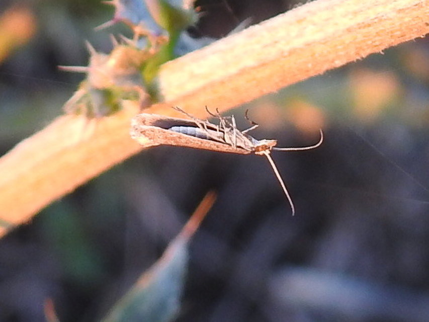 Plutella