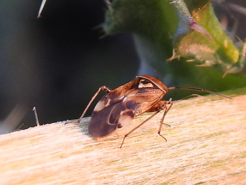 Lygus pratensis - változó mezeipoloska