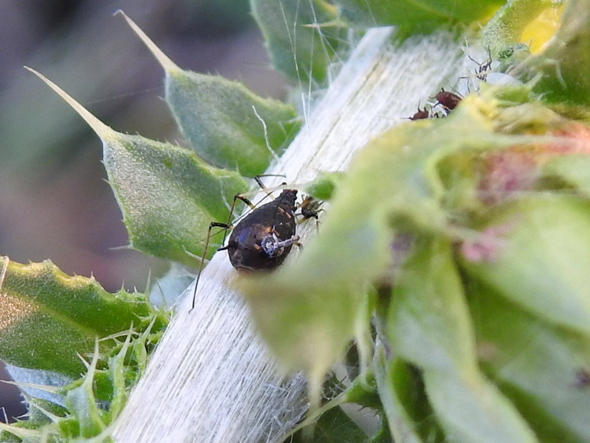 Aphididae - valódi levéltetvek