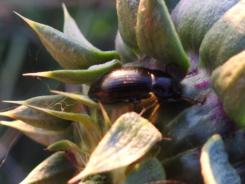 Nalassus dermestoides - rövidszárnyú gyászbogár