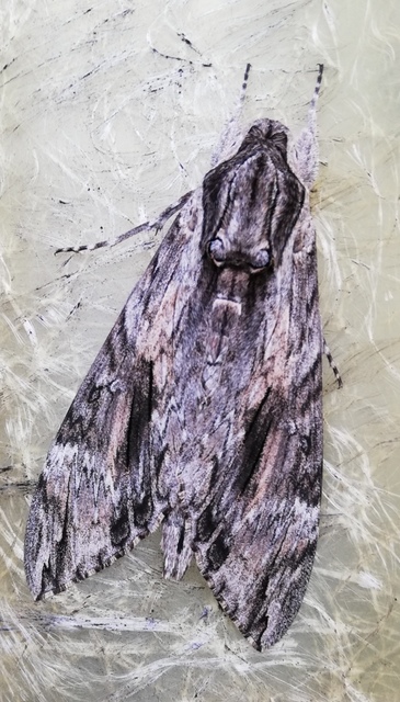 Agrius convolvuli - szulákszender