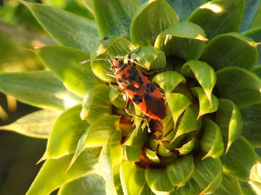 Corizus hyoscyami - piros karimáspoloska