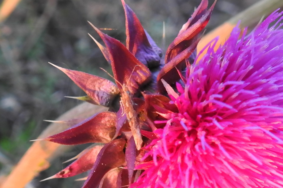 Plutella xylostella - káposztamoly
