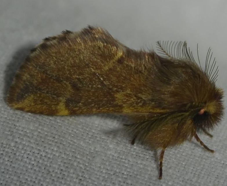 Ptilophora plumigera - tollas púposszövő