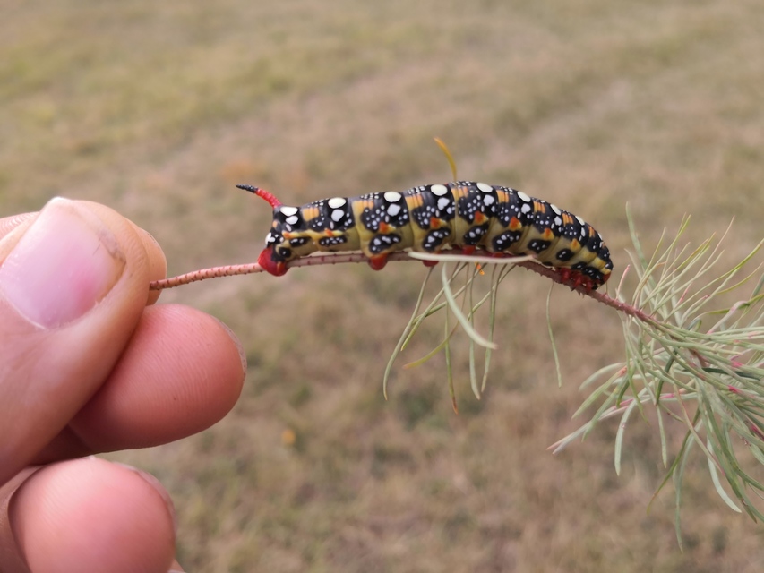 Hyles euphorbiae - kutyatejszender