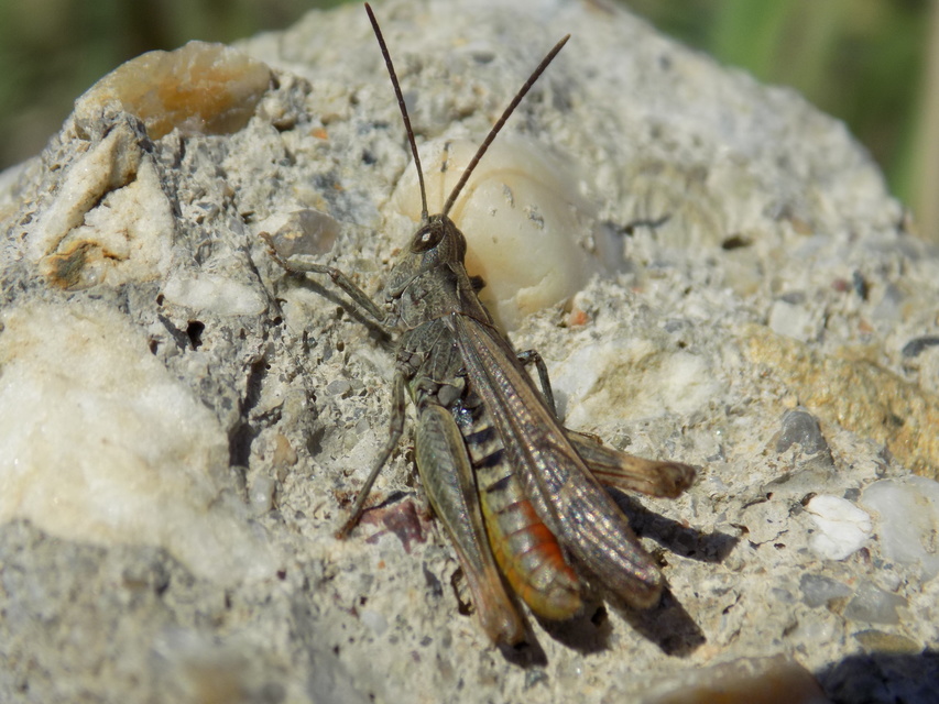 Chorthippus brunneus - közönséges tarlósáska
