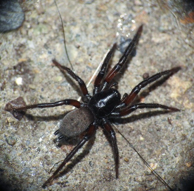 Gnaphosa bicolor