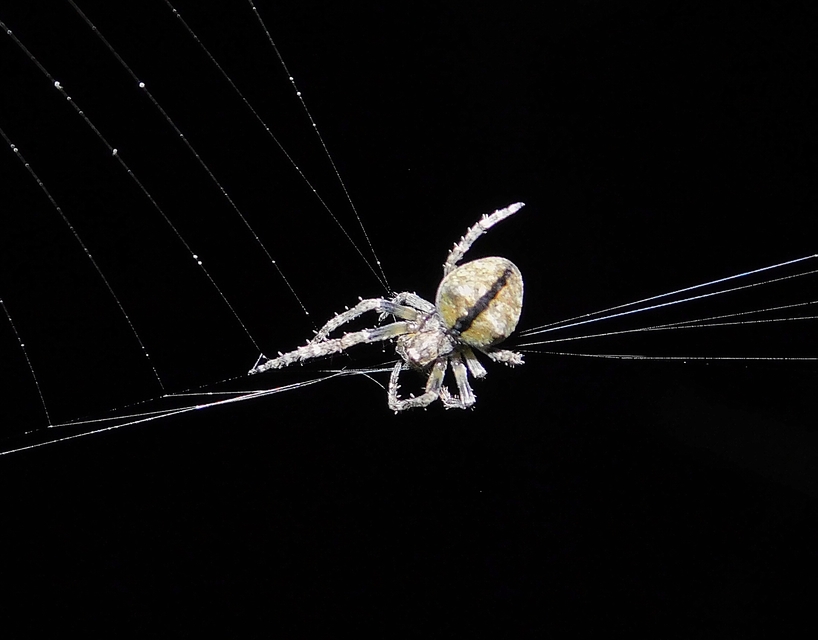 Araneus circe/angulatus