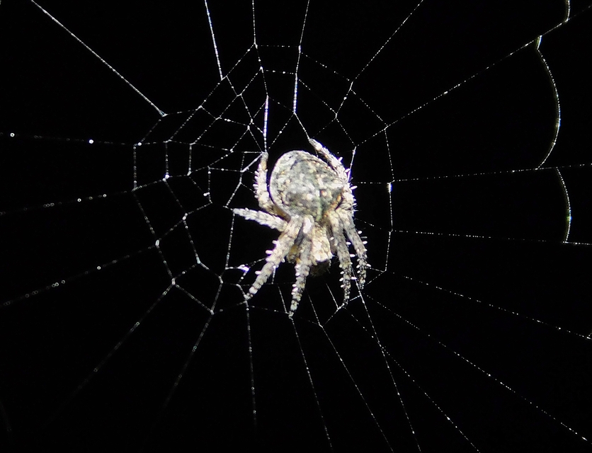 Araneus circe/angulatus