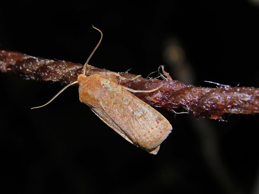 Conistra erythrocephala - vörösfejű őszibagoly