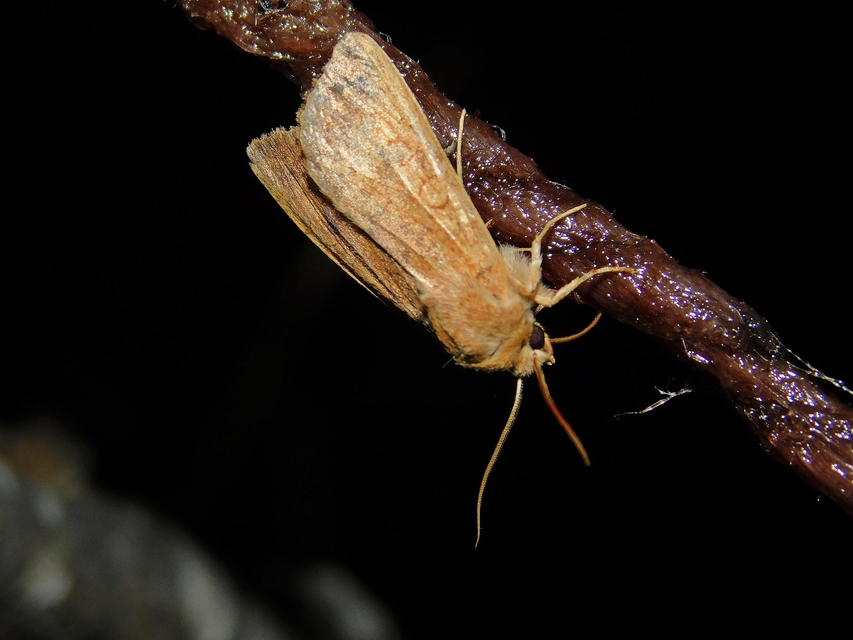 Sunira circellaris - okkersárga őszibagoly