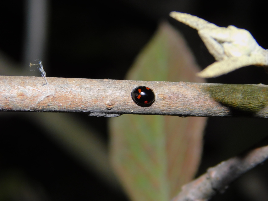 Exochomus quadripustulatus - négyfoltos szerecsenkata