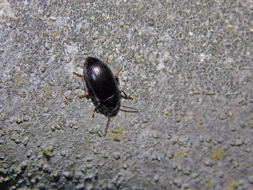 Nalassus dermestoides - rövidszárnyú gyászbogár