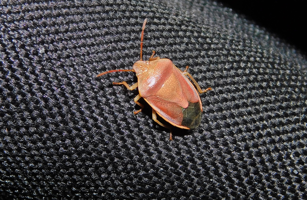 Piezodorus lituratus - bíboros címerespoloska Piezodorus lituratus - bíboros címerespoloska