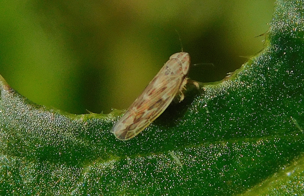 Psammotettix alienus